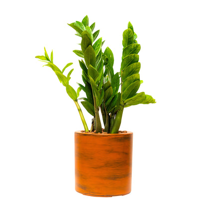 7.8-Inch Self-Watering Planter Pot, ABS Plastic, Sub-Irrigation, Terracotta Look, Dark Brown